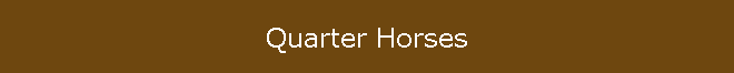 Quarter Horses